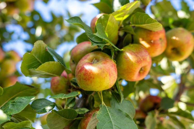 2 De Castro Drive Blenheim_23