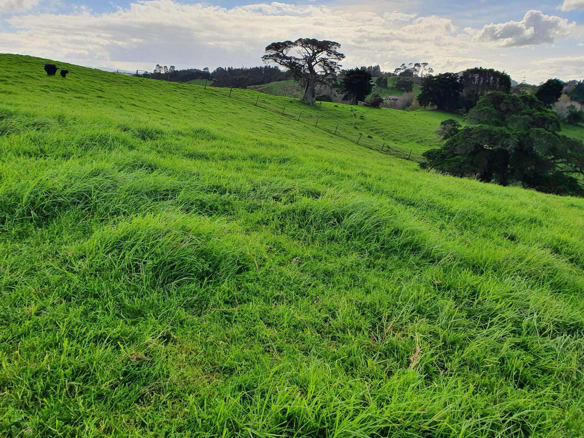 Curd Road Maungakaramea Whangārei Rural Property For Sale One Roof