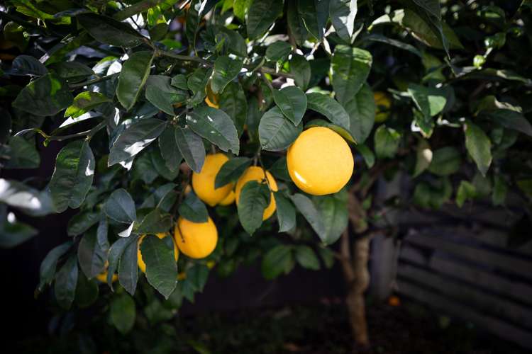 6 Toetoe Street Papamoa_16