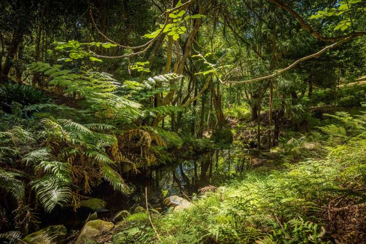 236 Willoughby Road Tahawai_39