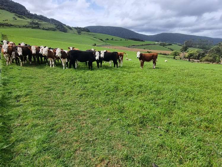 Tahakopa Valley Road Catlins Surrounds_3