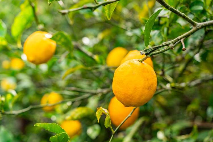 85 Old Waipu Road Mangawhai_38