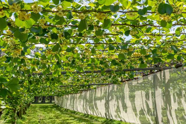 12 Sargent Drive Whakamarama_1