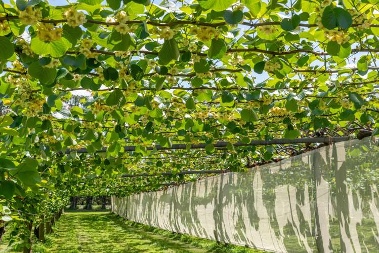 12 Sargent Drive Whakamarama_1