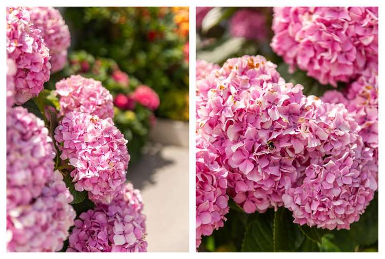 720 Tararu Road Thames-coromandel_11