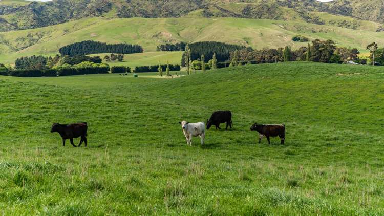 1443 Omihi Road Omihi_35