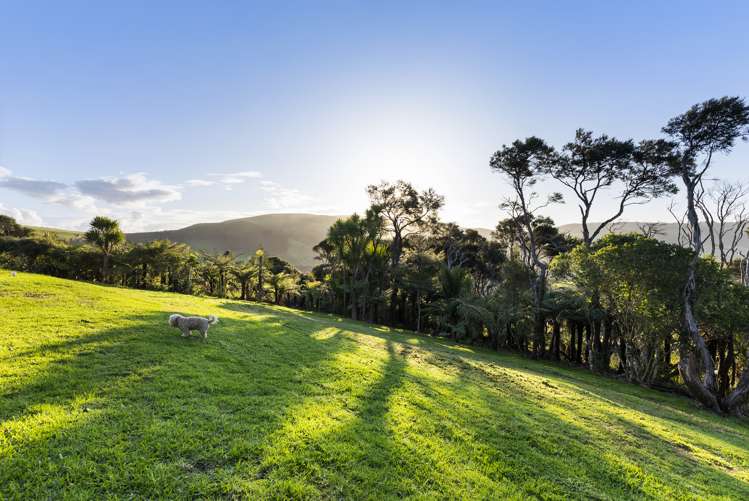 12 Tasman View Road Bethells Beach_11