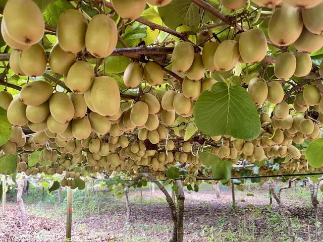 730 Old Coach Road Pongakawa_1