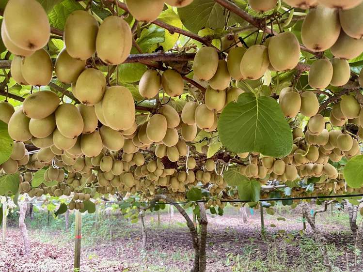 730 Old Coach Road Pongakawa_1