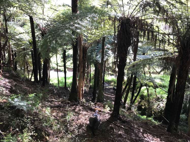 297a Wilson Road Wellsford_10