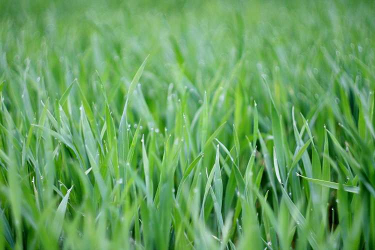 33 Matata Drive Takanini_4