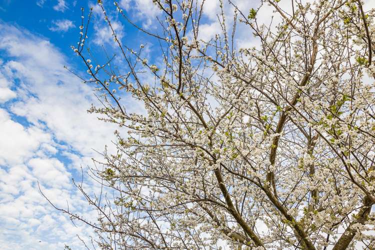 4 Anna Lane Glen Eden_28