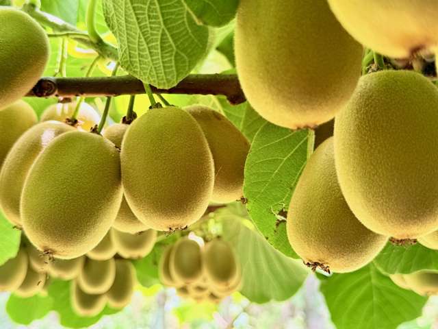 Organic Kiwifruit Production Block