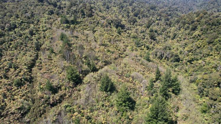 Town Belt East Greymouth_12