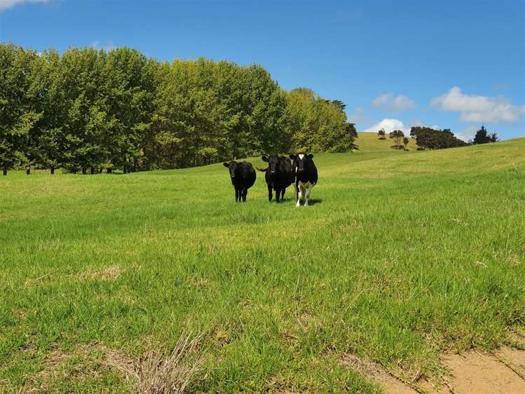 41 Knagg Road Mangapai and Surrounds_5