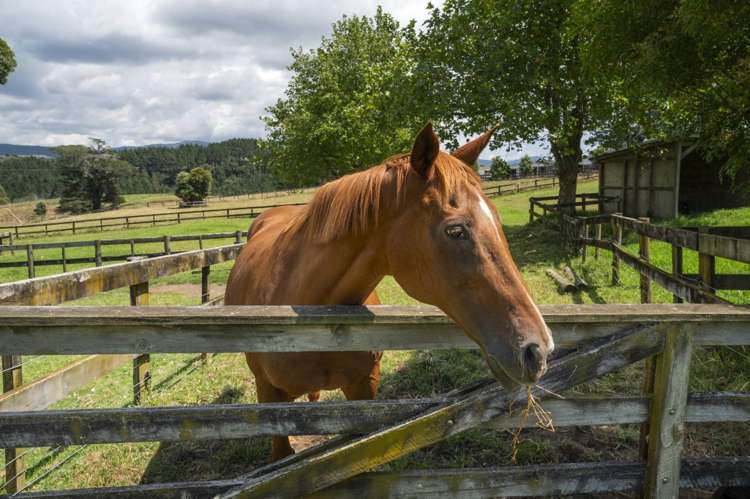 63c Lowe Road Whakamarama_40