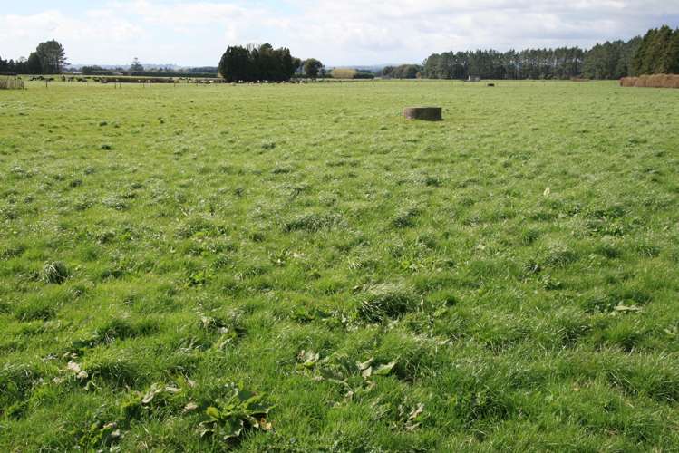 2403 Mountain Road Tariki_6