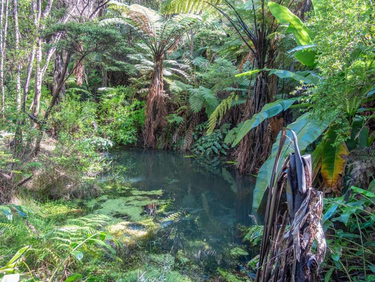 458F Hihi Road Hihi_16