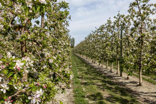 Exceptional Investment: 17.41 Ha Apple Orchard