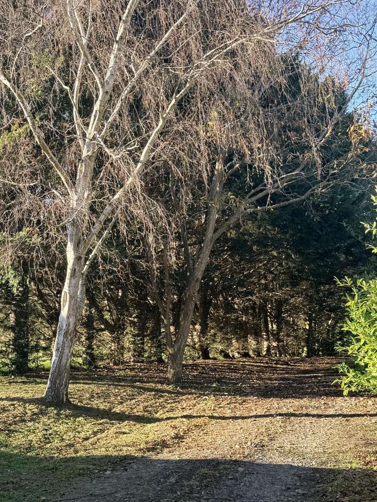 589 Gladstone Road Carterton_35