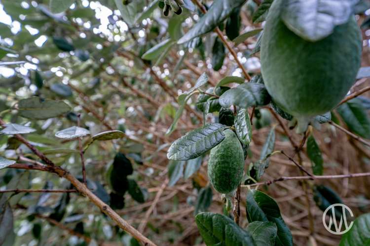 11 Citrus Avenue Waihi Beach_19