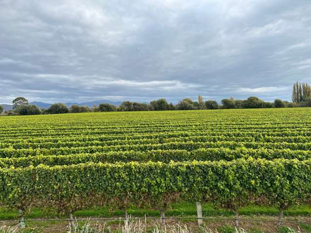 Top Producing Vineyard