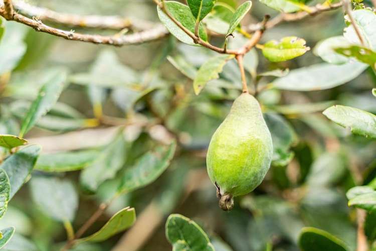 174 Whatitiri Road Maungatapere_31