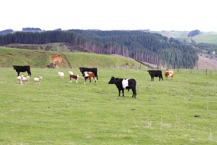 820 Rangitatau West Road Waitotara_4