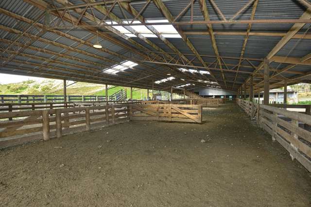 Rimunui Waerenga-O-Kuri_4