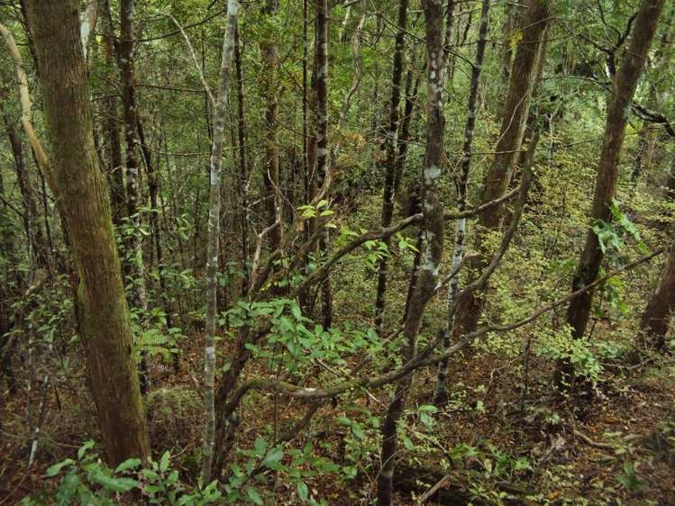 600 Jubilee Road Hukerenui and Surrounds_13