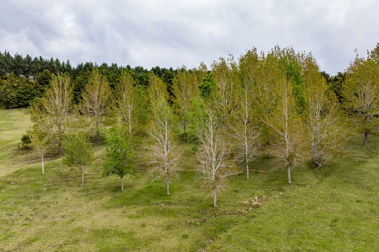 827 Tinopai Road Tinopai_40