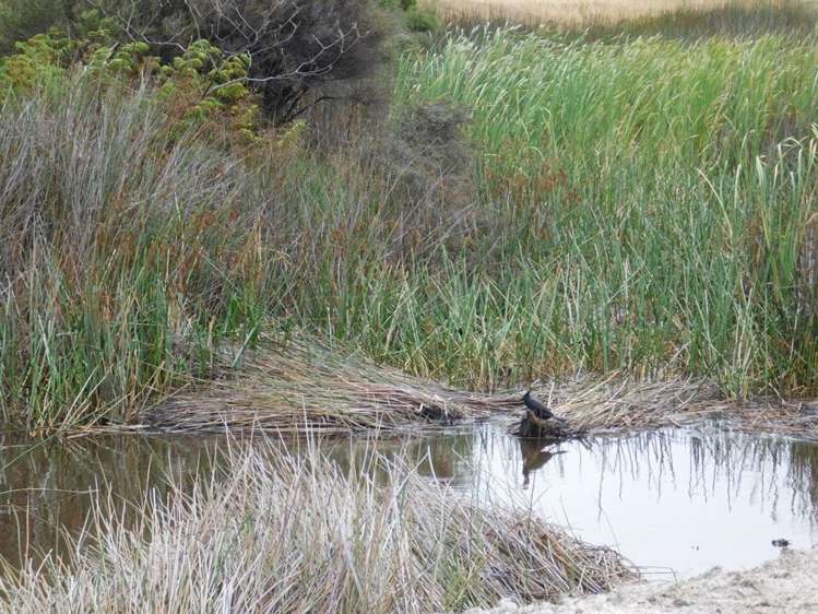 33 Marram Place Mangawhai Heads_5