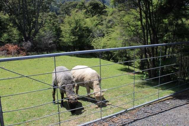 58 Flays Road Coromandel_2