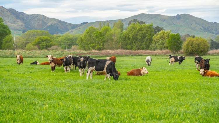 62 Waiau West Road Cheviot_43