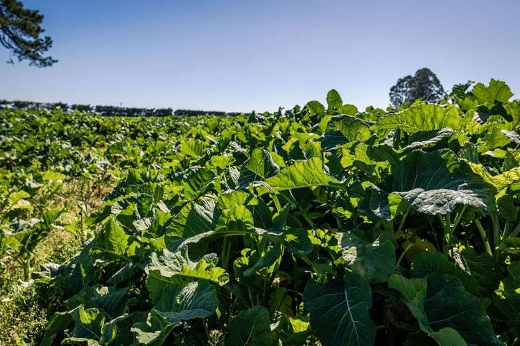 1710 Ealing Montalto Road Ashburton_41