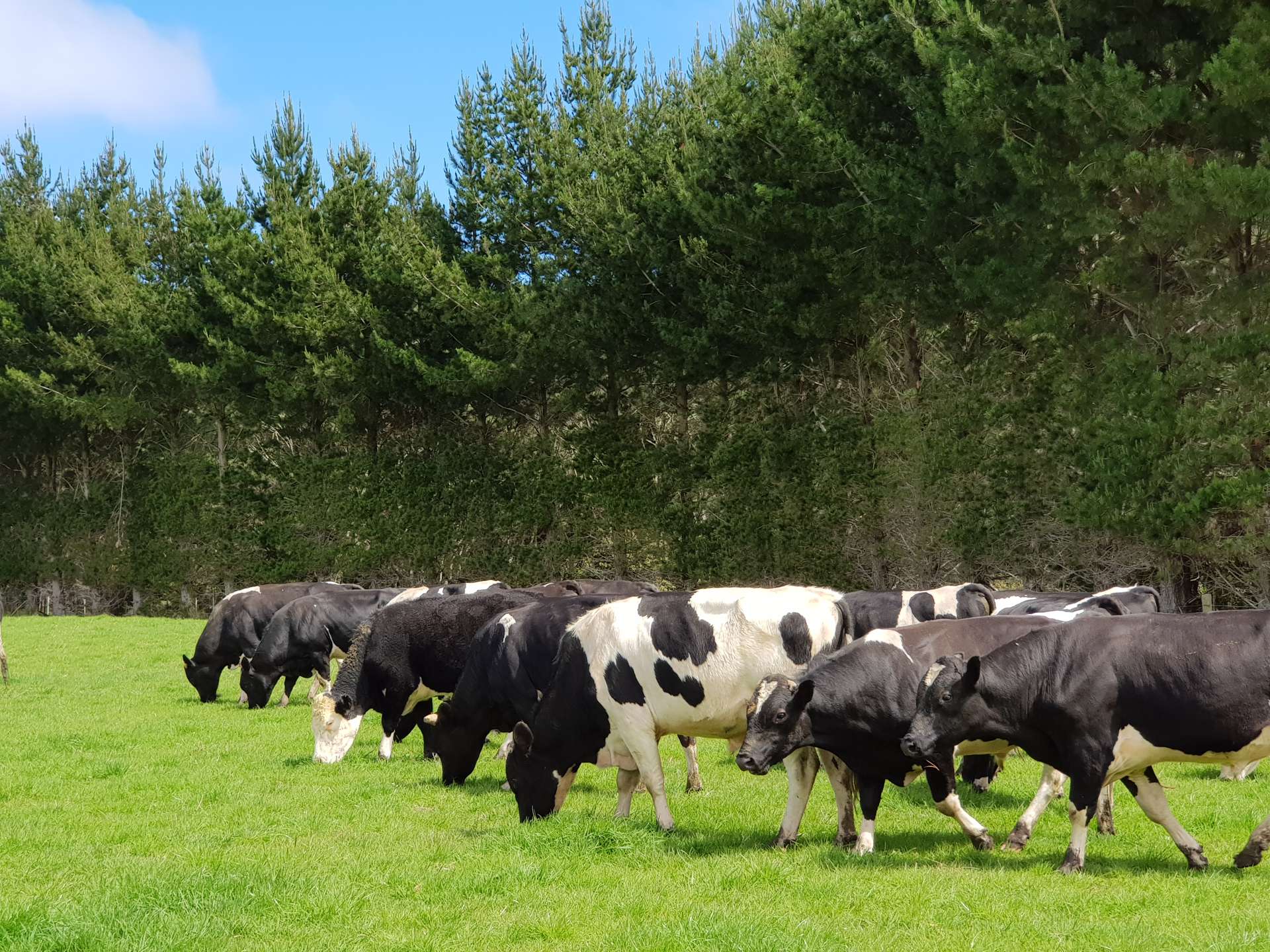 4969 Pouto Road Pouto_0