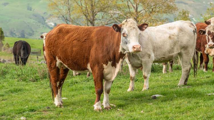 1241 Blythe Road Domett_35