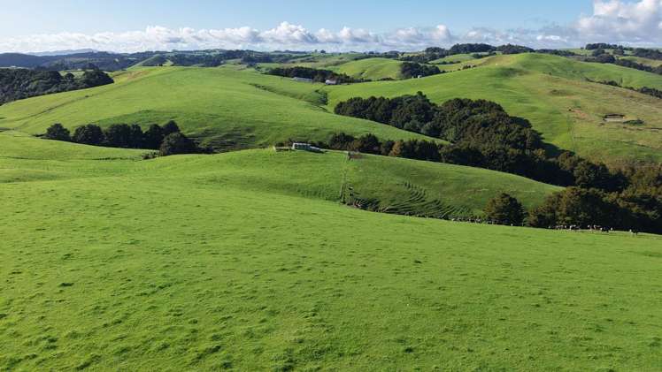 256 McIntyre Road Oromahoe_12