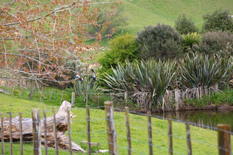 166 Airstrip Road Pikowai_16