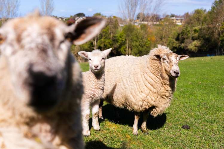 34 Mahoneys Hill Road Oceanview_26