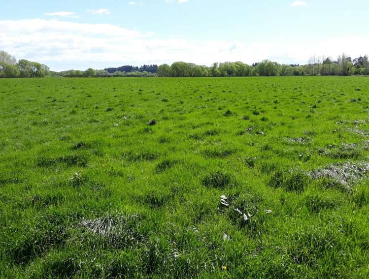 Alma-Maheno Road Maheno_10