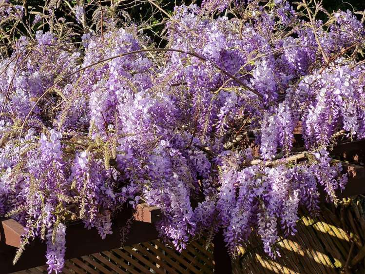 7 Lucca Crescent Flat Bush_20