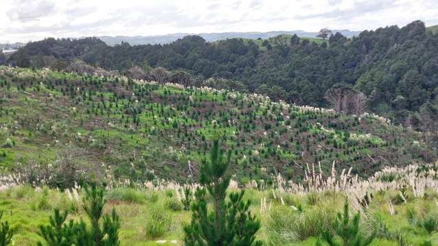Value, Views & Young Pines: 7.7ha Forestry Block