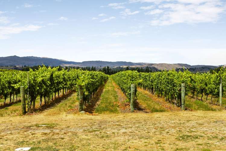 89 McPherson Road, Earnscleugh Alexandra_5