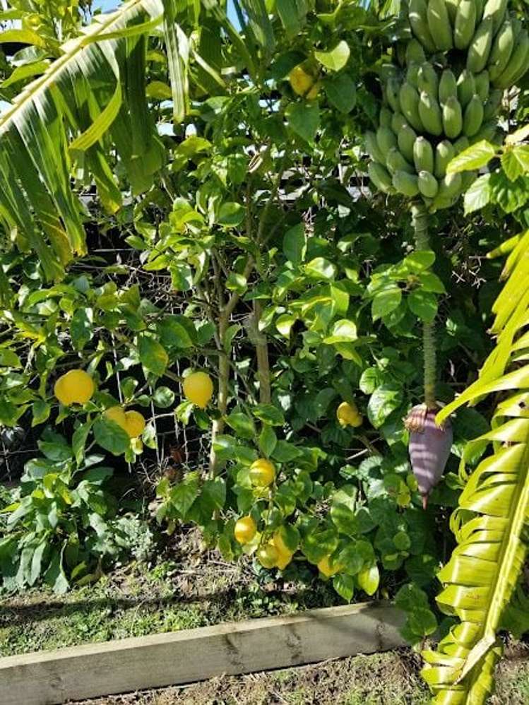 4/1594 Great North Road Waterview_16