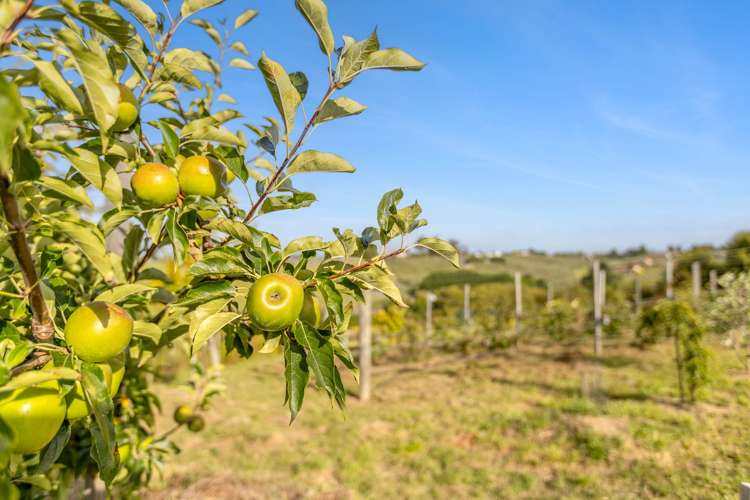 140 Horton Road Upper Moutere_31