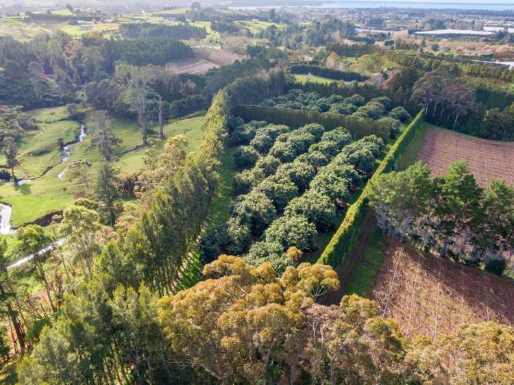 12 Timon Drive Hauraki Surrounds_7