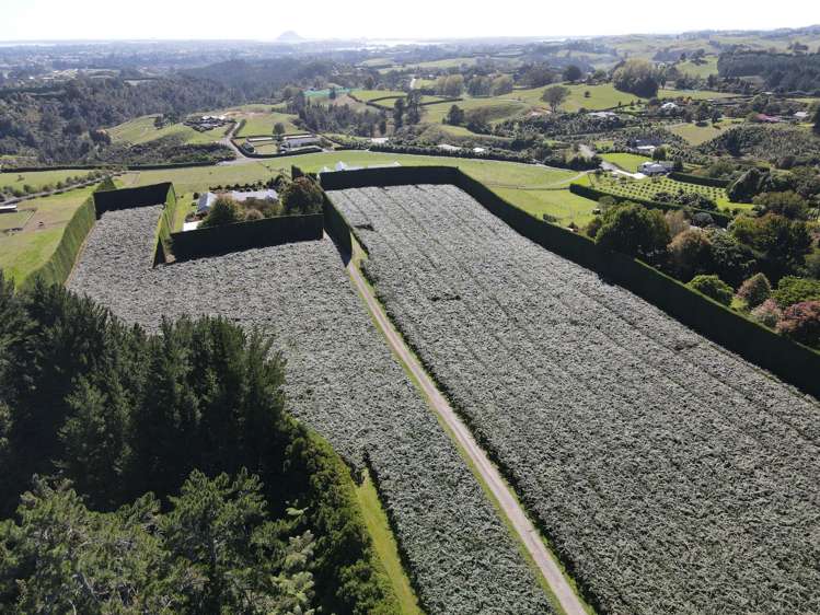 85a Castles Road Oropi_2