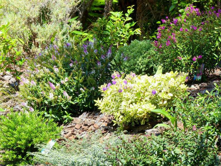 53 Kitewaho Road Swanson_76