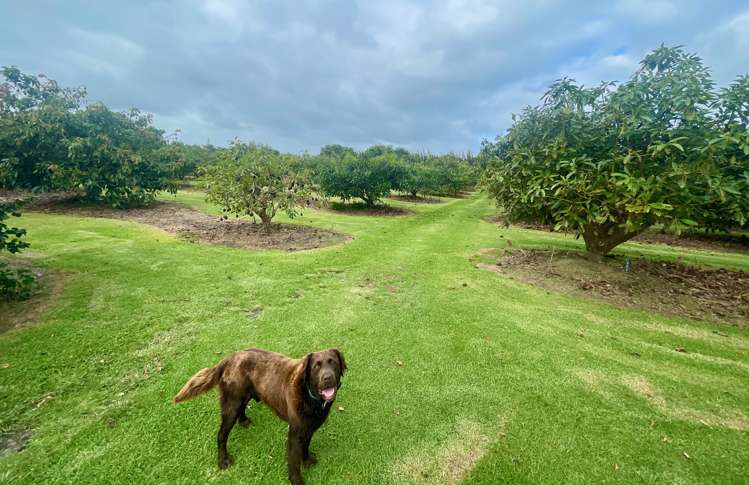 362 Kaimaumau Road Awanui_1